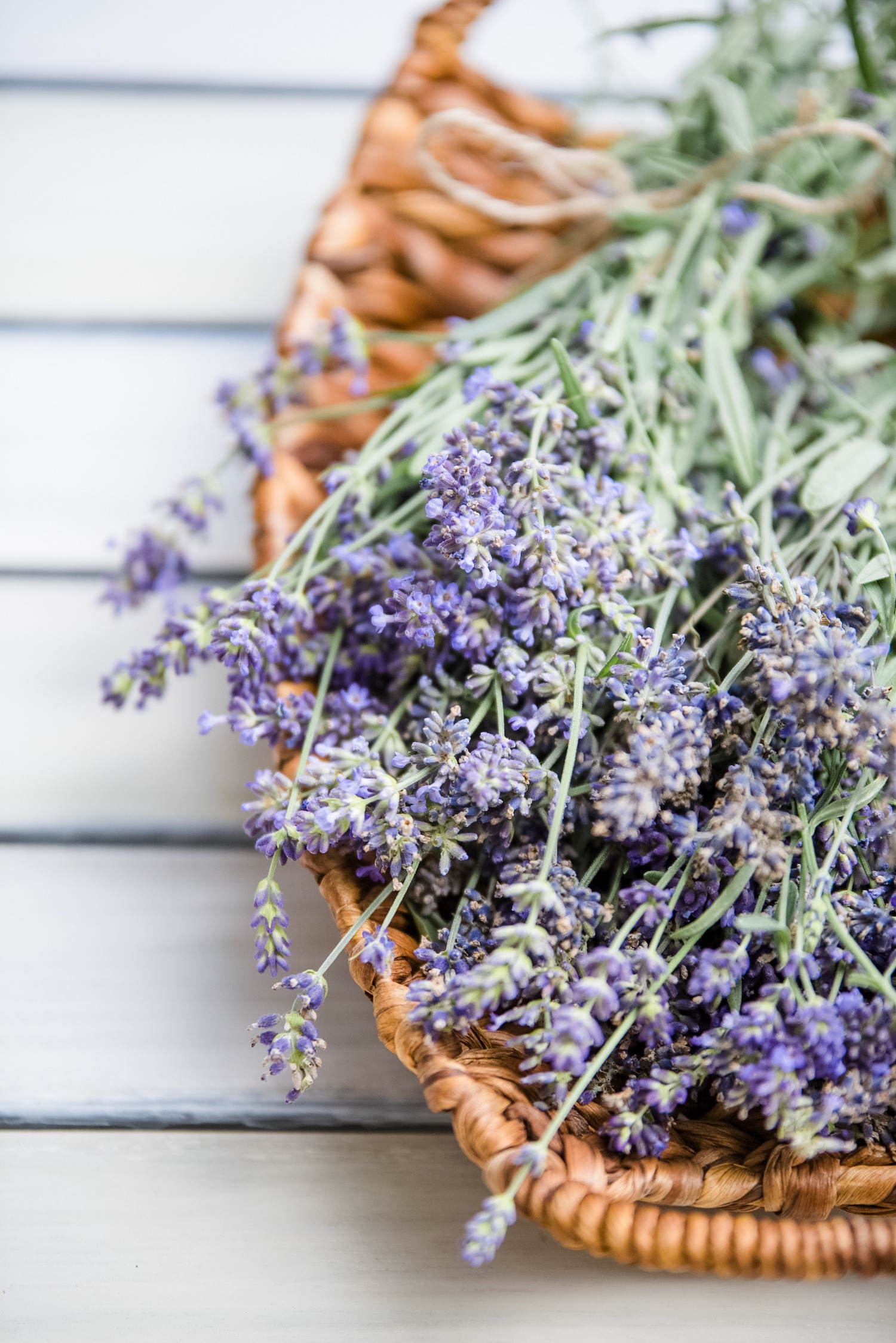 lavendel food fotografie