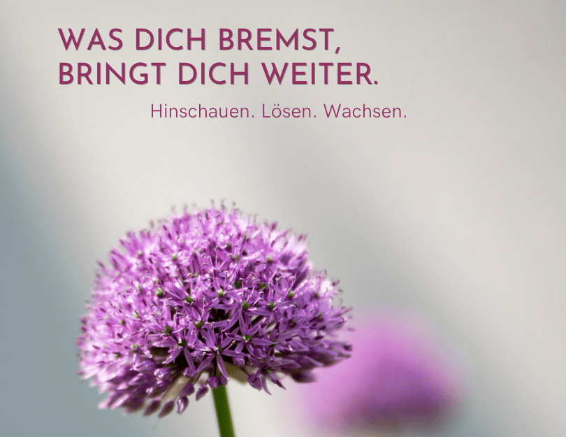 Was dich bremst, bringt dich weiter Nahaufnahme einer violetten Allium-Blüte mit dem Text: Was dich bremst, bringt dich weiter. Hinschauen. Lösen. Wachsen.