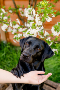 Labrador Polly für die Arbeit mit dem Emotion Code und Body Code