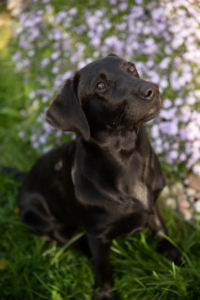 Labrador Polly - Andrea Sojka Emotion und Body Code für Tiere in Klosterneuburg und online